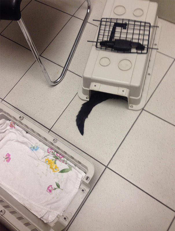 Took Apart My Cat's Crate At The Vet Because He Wouldn't Come Out. Didn't Work