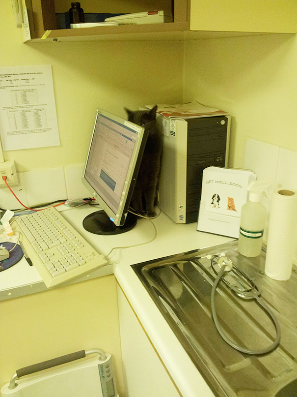 Florence Was Not Pleased About Visiting The Vet