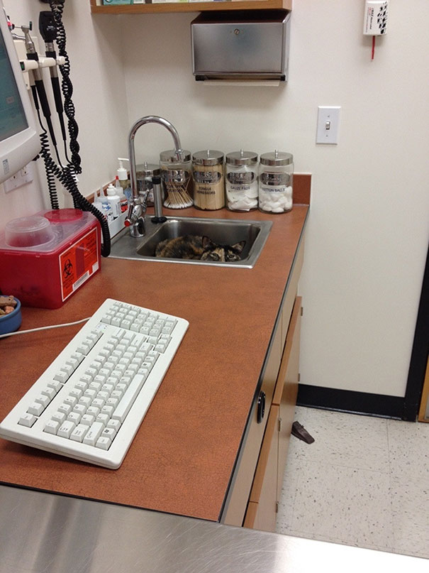 My Cat Hates The Vet