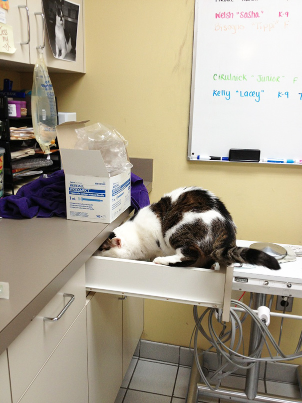 My Cat Doesn't Like The Vet