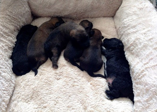 adopt-dog-saves-woman-from-attack-crete-georgia-bradley-12 adopt-dog-saves-woman-from-attack-crete-georgia-bradley-12