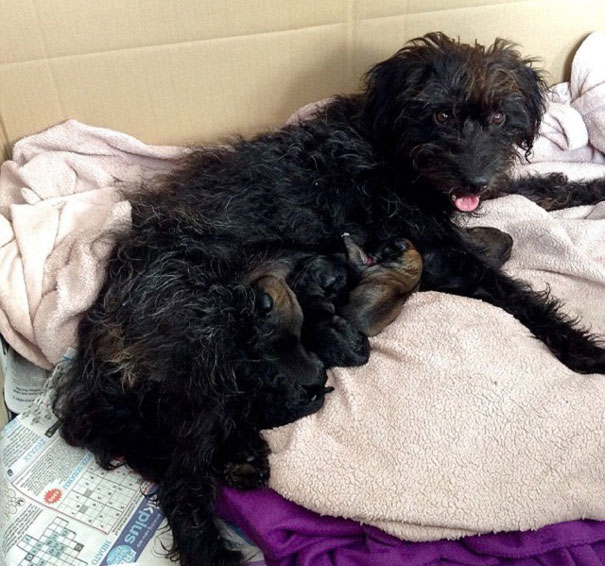 adopt-dog-saves-woman-from-attack-crete-georgia-bradley-13 adopt-dog-saves-woman-from-attack-crete-georgia-bradley-13