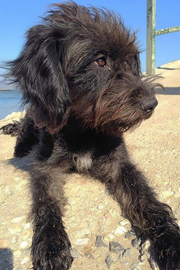 adopt-dog-saves-woman-from-attack-crete-georgia-bradley-14 adopt-dog-saves-woman-from-attack-crete-georgia-bradley-14