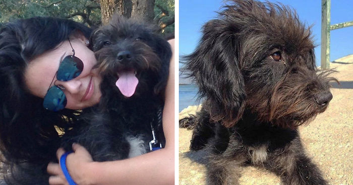 Woman Flies 6000 Miles To Bring Home Stray Dog That Saved Her From Attack, But She Didn’t Expect This