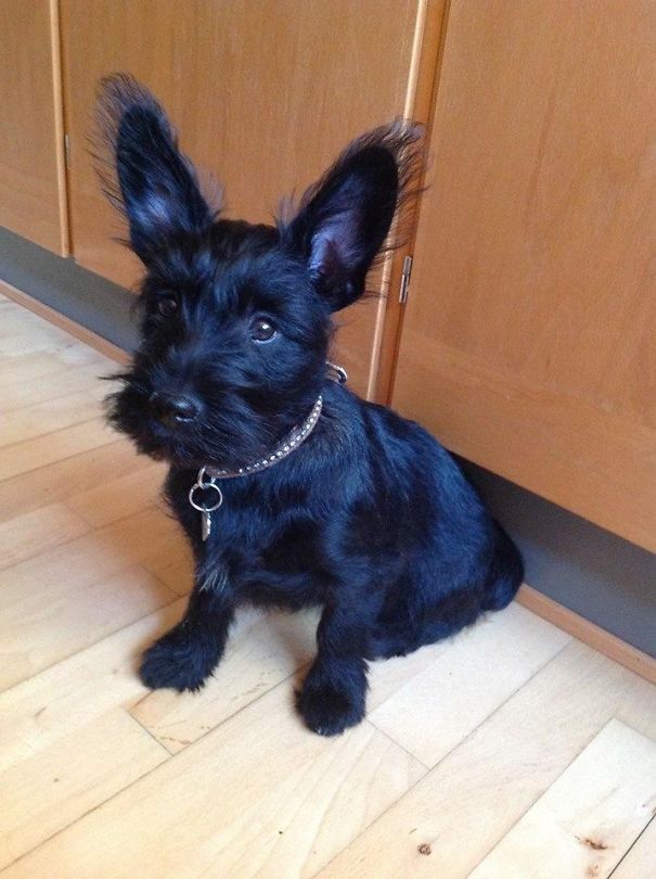 Berta The Scauzer? Scotch Terrier + Schnauzer