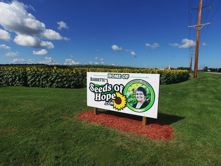 babbettes-seeds-hope-cancer-sunflower-four-miles-5 babbettes-seeds-hope-cancer-sunflower-four-miles-5