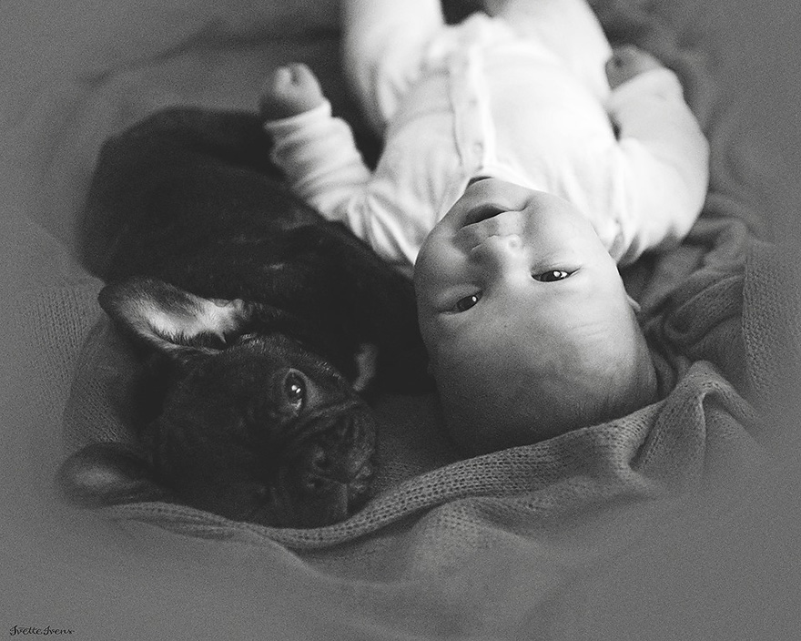 baby-dog-friendship-french-bulldog-ivette-ivens-6 baby-dog-friendship-french-bulldog-ivette-ivens-6