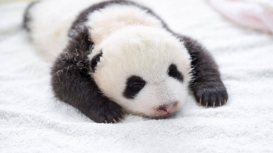 baby-panda-basket-yaan-debut-appearance-china-10 baby-panda-basket-yaan-debut-appearance-china-10