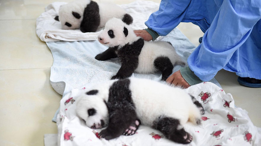 baby-panda-basket-yaan-debut-appearance-china-14 baby-panda-basket-yaan-debut-appearance-china-14