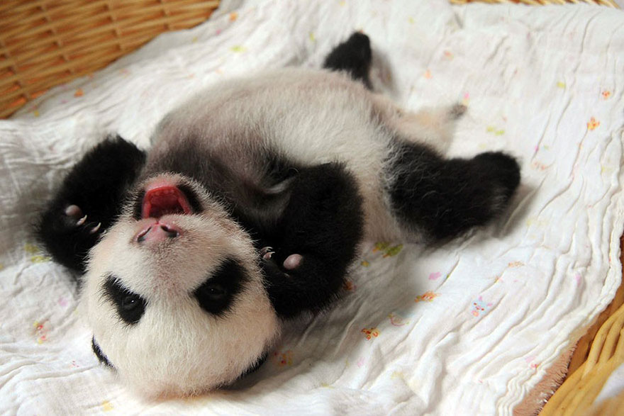 baby-panda-basket-yaan-debut-appearance-china-16 baby-panda-basket-yaan-debut-appearance-china-16