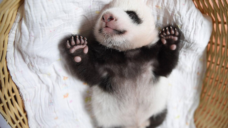 baby-panda-basket-yaan-debut-appearance-china-27 baby-panda-basket-yaan-debut-appearance-china-27