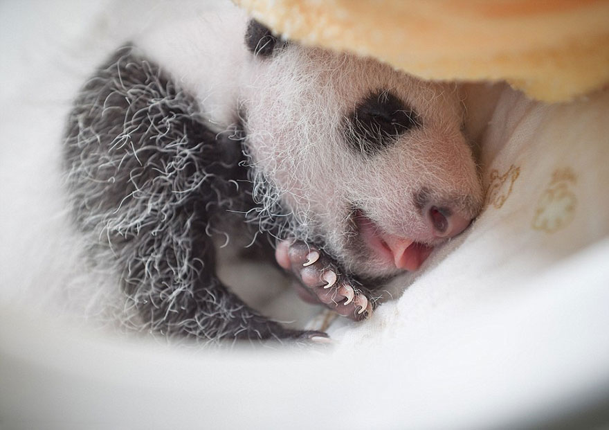 baby-panda-basket-yaan-debut-appearance-china-6 baby-panda-basket-yaan-debut-appearance-china-6