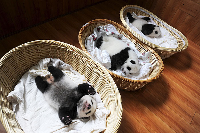 Panda Babies Sleeping In Baskets Make Their First Public Appearance At Chinese Panda Breeding Center