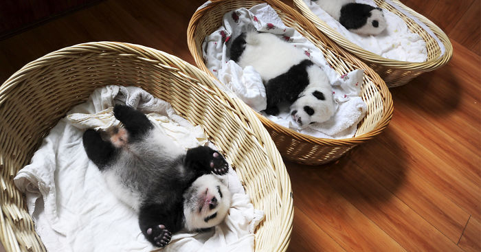 Panda Babies Sleeping In Baskets Make Their First Public Appearance At Chinese Panda Breeding Center
