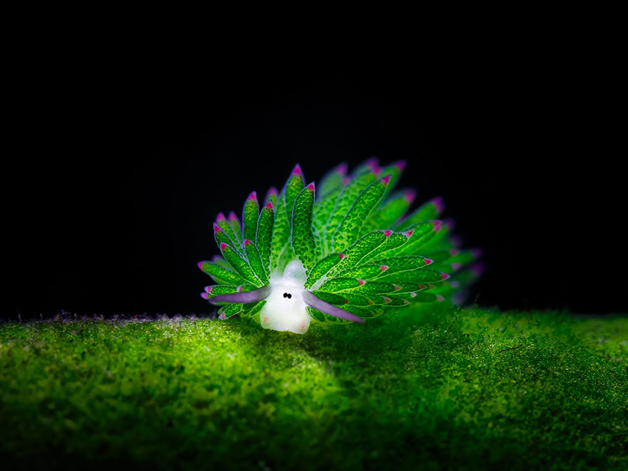 Green sea slug with leafy appendages and small pink tips on a mossy surface, showcasing unique alien-like features.