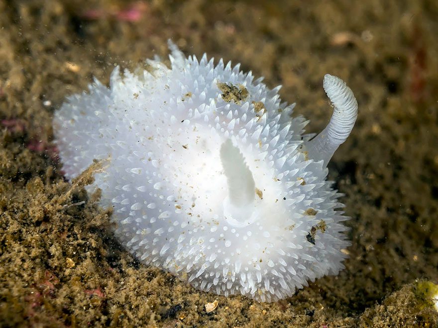 White spiky sea slug on the ocean floor showcasing unique alien-like features in marine life.