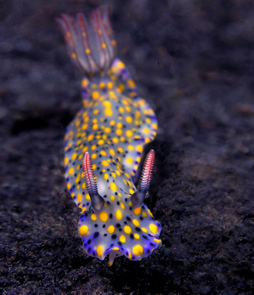 Close-up of a colorful sea slug with purple and yellow spots on a dark ocean floor, showcasing unique alien-like features.