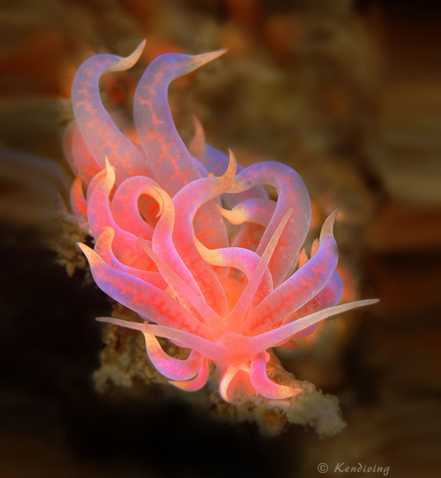 Close-up of a vibrant pink and purple sea slug with alien-like tentacles on the ocean floor, highlighting unique sea slug features.