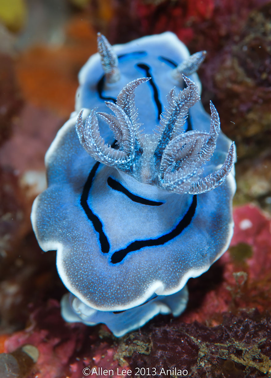 Close-up of a blue sea slug with intricate patterns and textures showcasing unique alien-like features underwater.