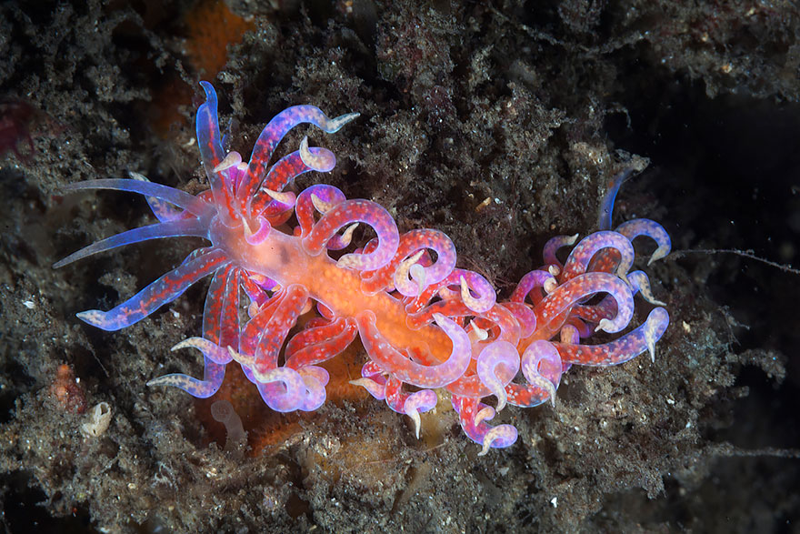 Bright pink and purple sea slug with curled appendages resting on dark ocean floor showcasing unusual alien-like features.