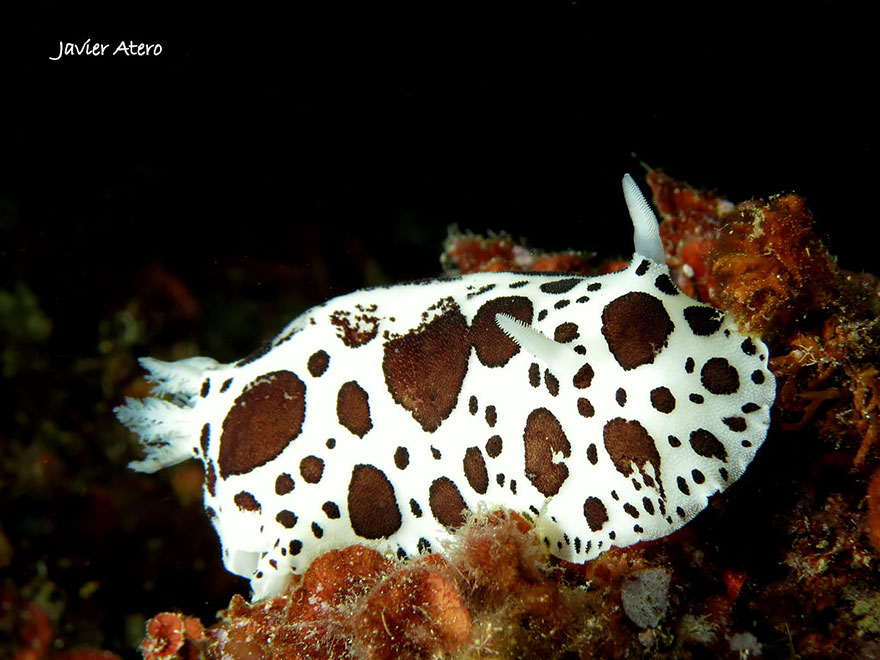 Sea slug with white body and large brown spots on ocean floor, showcasing unique alien-like features of sea slugs.
