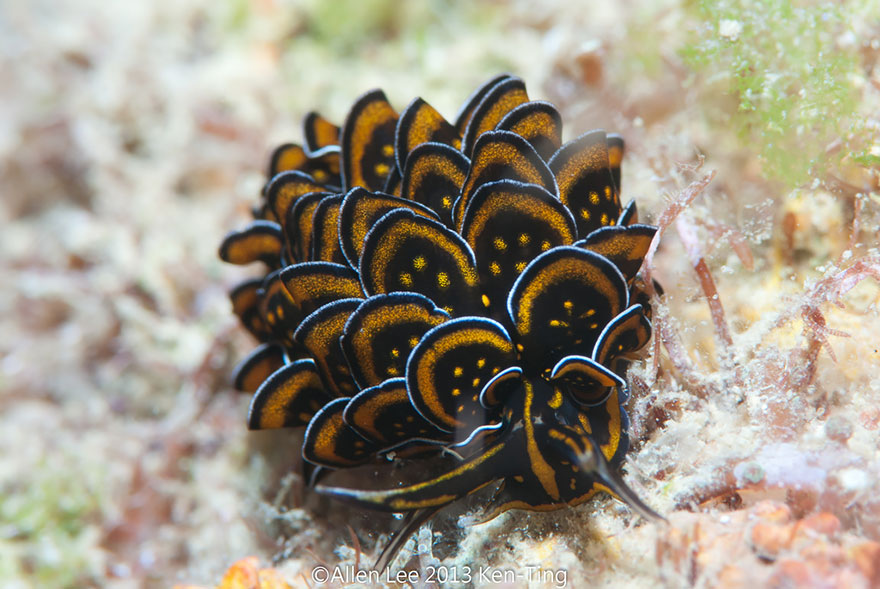 Black and orange patterned sea slug on ocean floor illustrating unique sea slugs that inspire alien-like appearances.