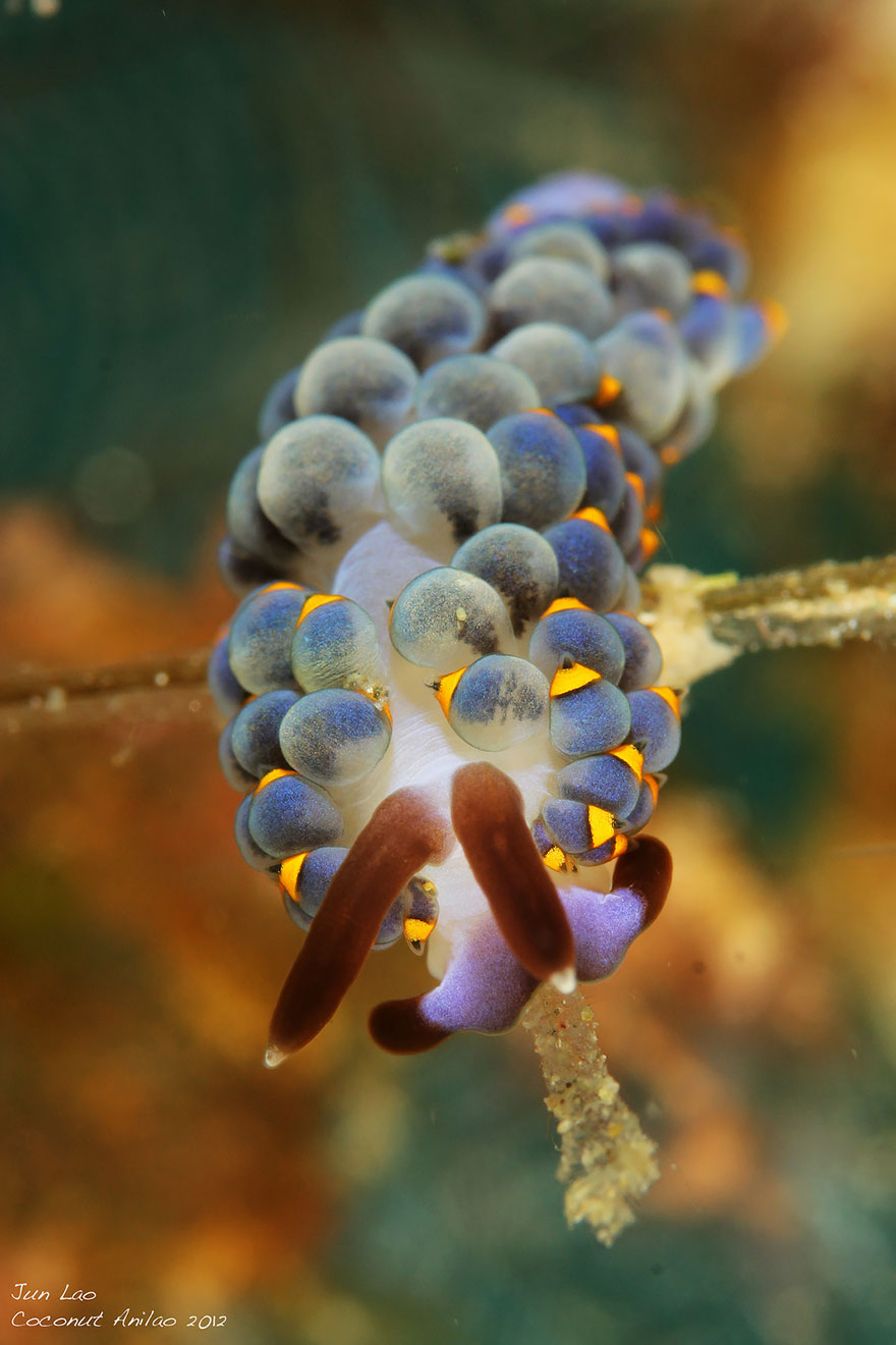 Colorful sea slug underwater with bubble-like appendages, showcasing unique alien-like features of sea slugs on planet Earth.