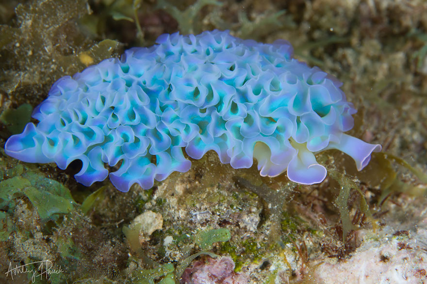 Purple and blue sea slug with ruffled edges on a coral reef, showcasing unique alien-like features in marine life.