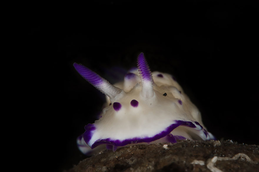 Close-up of a sea slug with purple and white markings, showcasing unique alien-like features on a dark background.