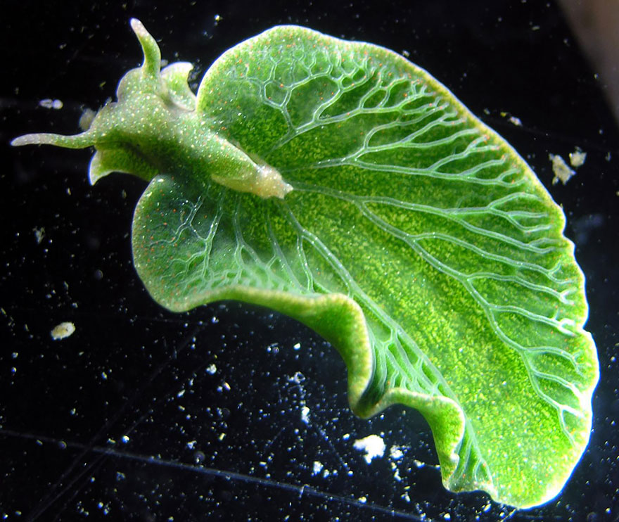 Close-up of a green sea slug with intricate vein-like patterns, showcasing unique alien-like features underwater.