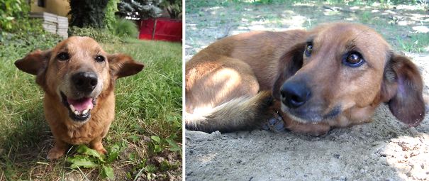 Our Cute Mixed-breed Dog (probably Dachshund + Labrador)