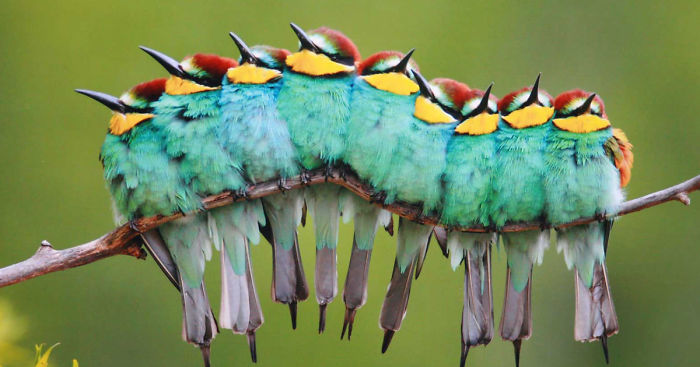 30 Pics Of Birds Cuddling Together For Warmth Will Melt Your Heart