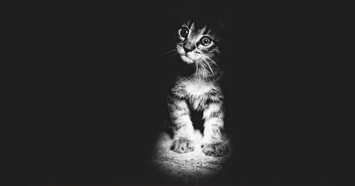 My Black-And-White Catography Reveals Their Hypnotizing Beauty