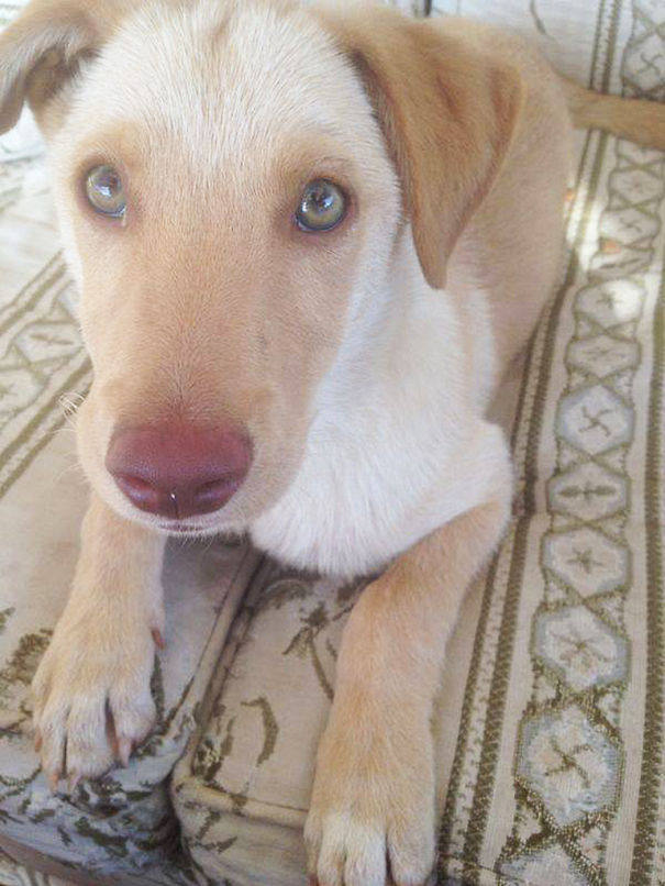 Bolt Is A Mixture Of A Barn Owl And A Clown...