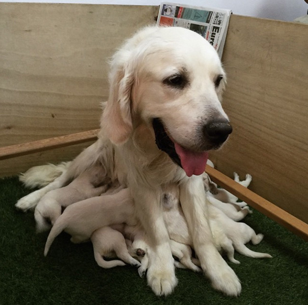 breastfeeding-golden-retriever-puppies-dog-octopus-1