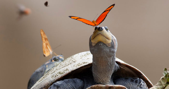 Butterflies Drinking Tears From Turtle And Alligator Eyes Look Like A Scene From Disney