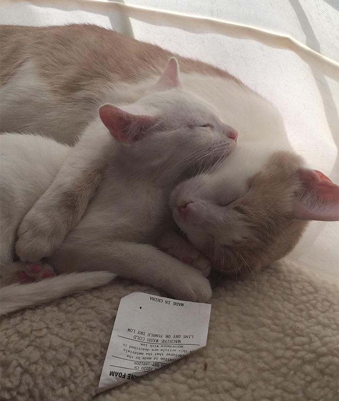 Like Cat, Like Kitten