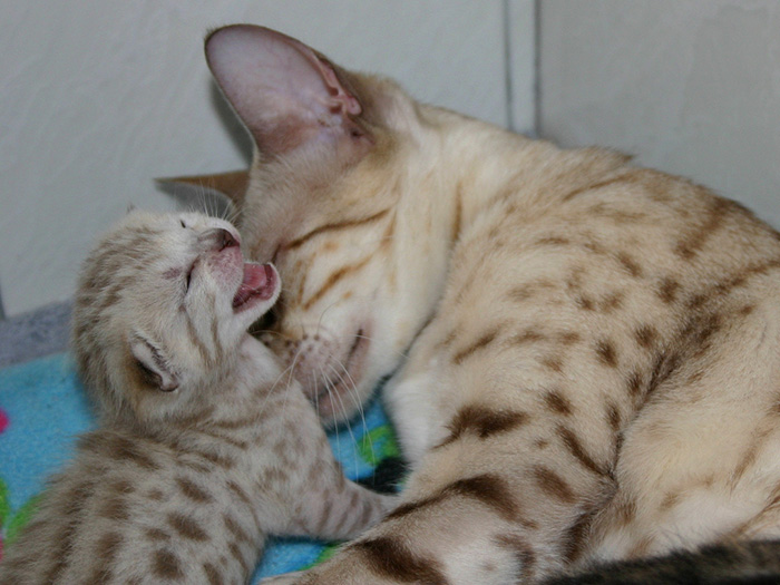Spotted Seal Mink Snow Bengal Kitten And Her Mother
