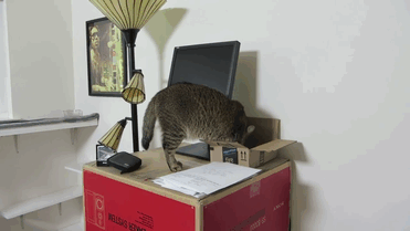 cat-feeder-makes-cat-hunt-for-food-ben-millam-gif-6 cat-feeder-makes-cat-hunt-for-food-ben-millam-gif-6