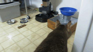 cat-feeder-makes-cat-hunt-for-food-ben-millam-gif-7 cat-feeder-makes-cat-hunt-for-food-ben-millam-gif-7