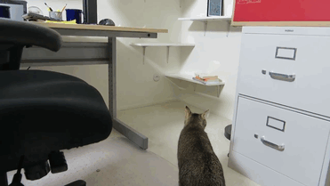 cat-feeder-makes-cat-hunt-for-food-ben-millam-gif-8 cat-feeder-makes-cat-hunt-for-food-ben-millam-gif-8