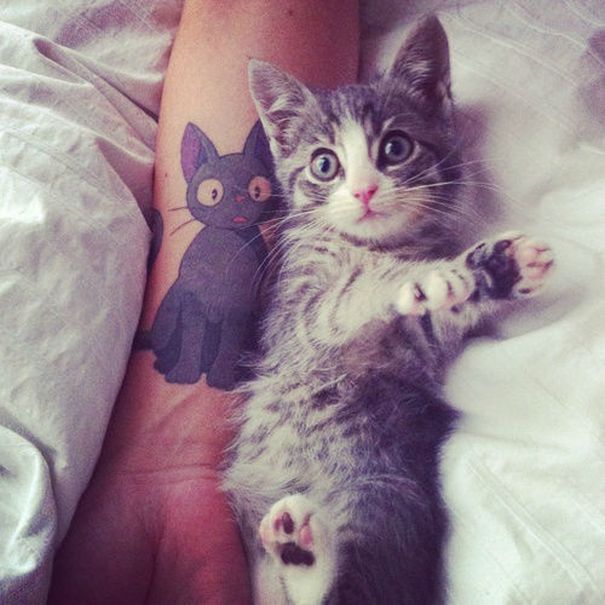 Kitten beside a simple cat line art tattoo on a person's arm.
