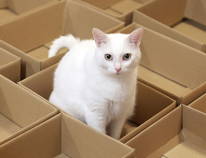 A Simple Way To Surprise Your Cat