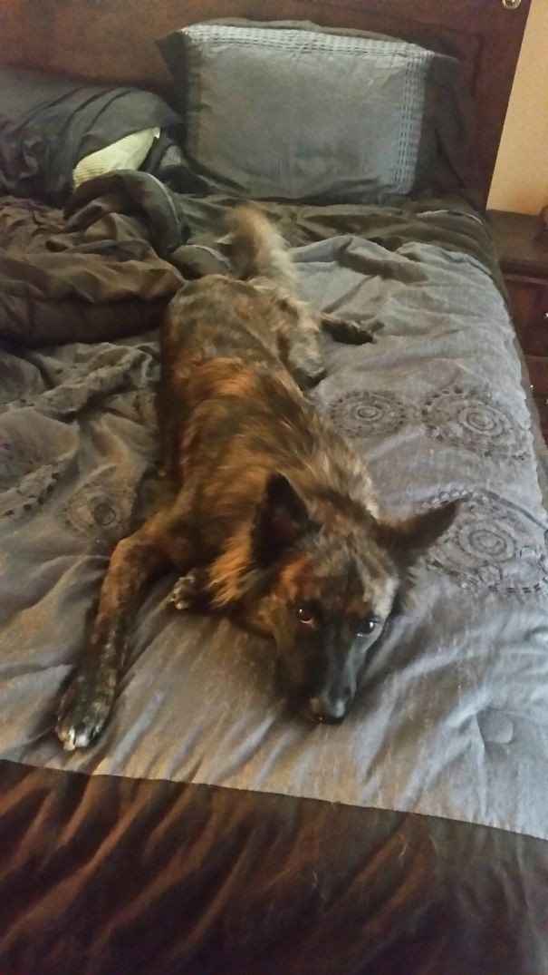 Australian Shepherd/ Chow Mix