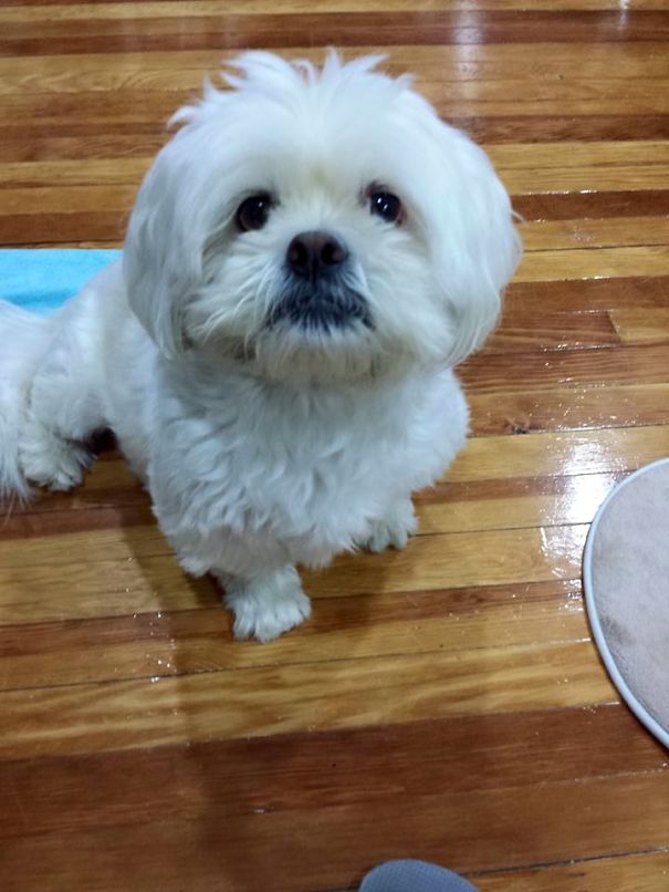Chewie The Pekapoo (pekingnese/poodle) ... Or Polar Bear?