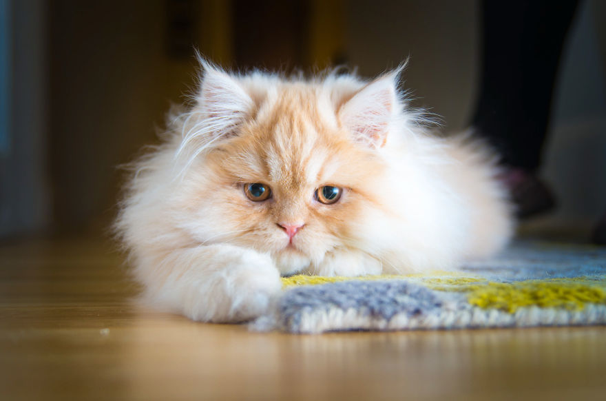 Cats Are Not Cold, They Have Emotions Just Like You Cats Are Not Cold, They Have Emotions Just Like You