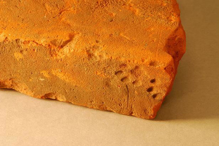 clay-paw-print-cat-roman-tile-gloucestershire-5 clay-paw-print-cat-roman-tile-gloucestershire-5
