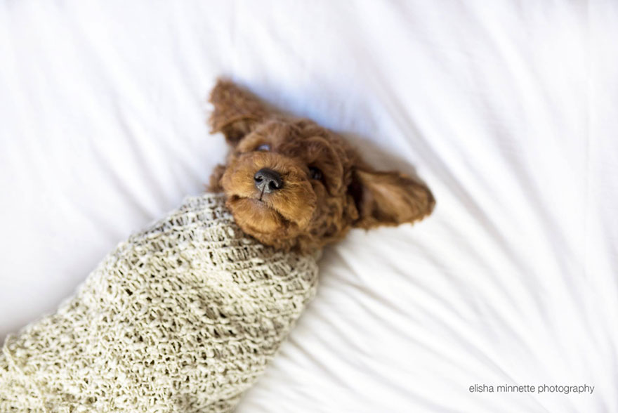 couple-newborn-dog-elisha-minnette-photography-18 couple-newborn-dog-elisha-minnette-photography-18