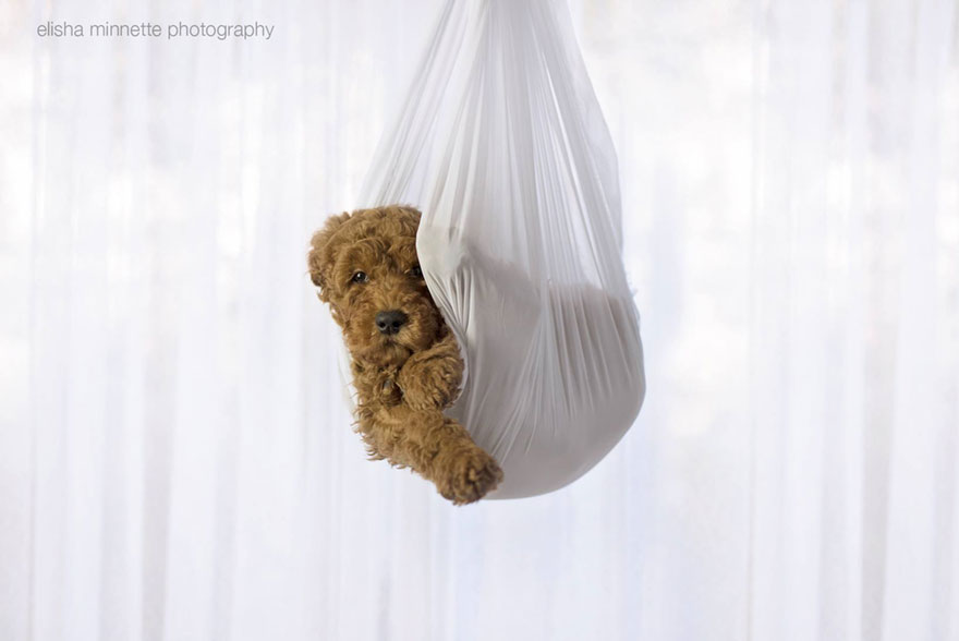 couple-newborn-dog-elisha-minnette-photography-9 couple-newborn-dog-elisha-minnette-photography-9