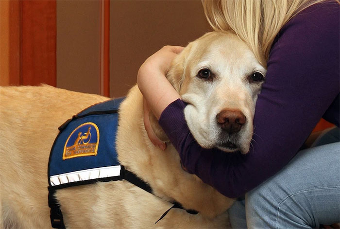 courthouse-dogs-calm-witness-victim-ellen-oneill-celeste-walsen-23 courthouse-dogs-calm-witness-victim-ellen-oneill-celeste-walsen-23